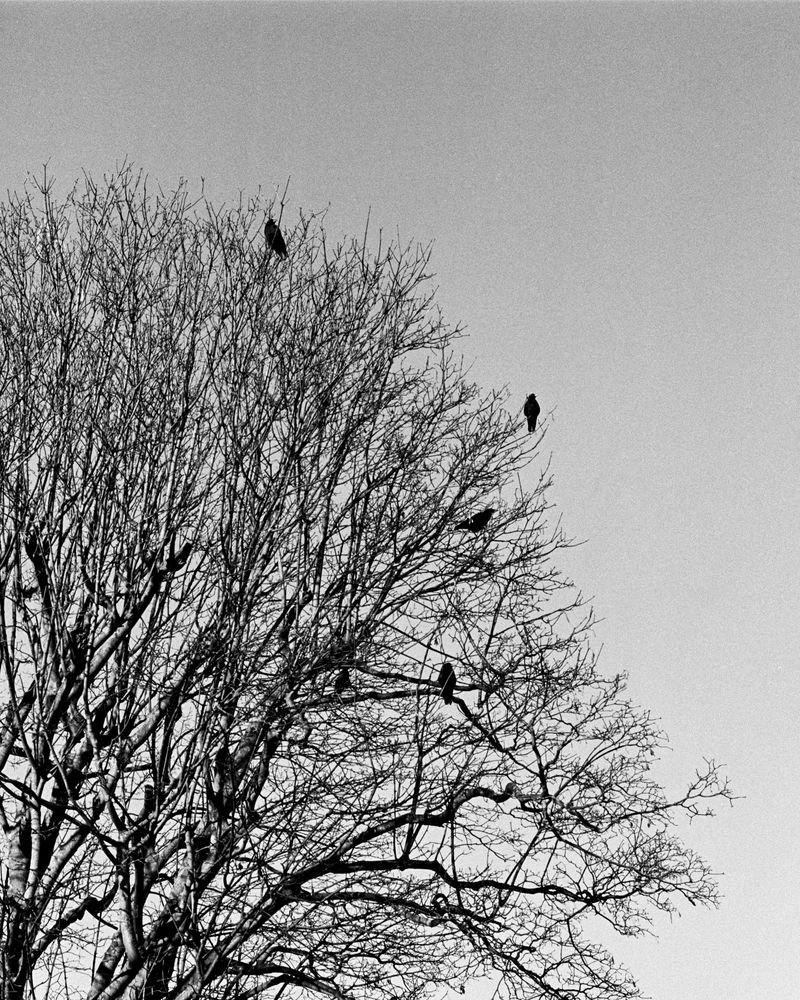 © Jay Lim - Birds roosting on a bare tree near H.'s place