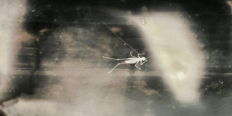 © Roberto Huarcaya - Image from the Amazonias photography project