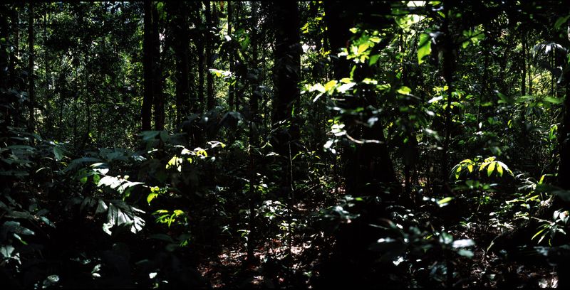 © Roberto Huarcaya - Image from the Amazonias photography project