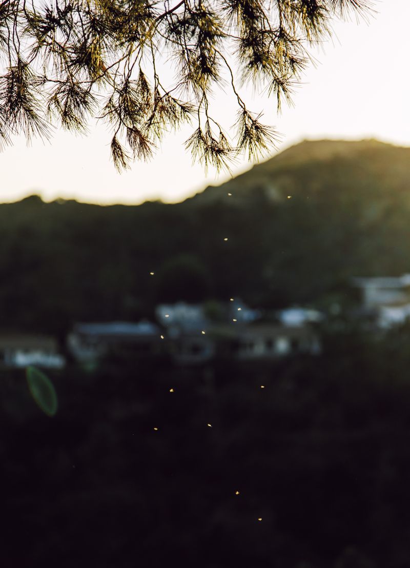 © Leafy Yun Ye - Bugs drift through the air at Hollywood Bowl Overlook, Los Angeles, 2023.