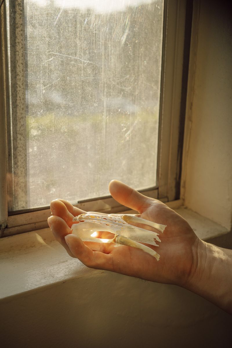 © Leafy Yun Ye - A bird skull in the hand by the apartment window, West Hollywood, Los Angeles, 2024.