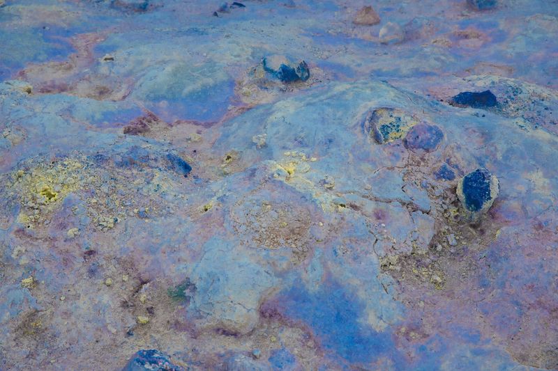 © Leafy Yun Ye - Organism