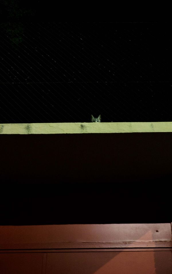 © Jose M. Martinez - Image from the Invasion photography project