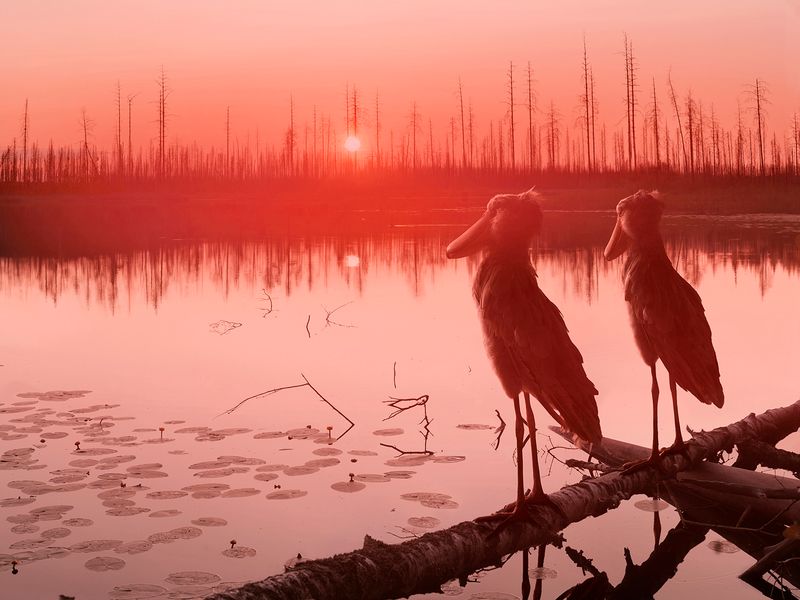 © Helena Blomqvist - Forest Lake