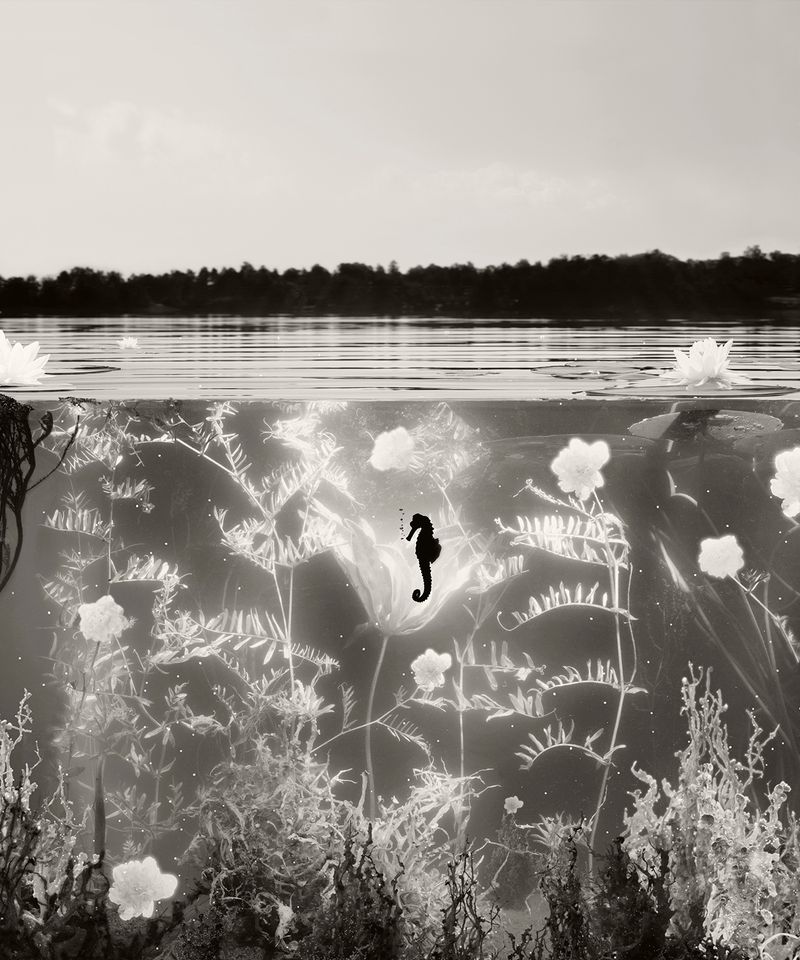 © Helena Blomqvist - Euthropication