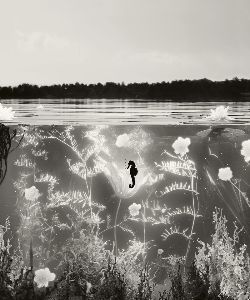 © Helena Blomqvist - Euthropication