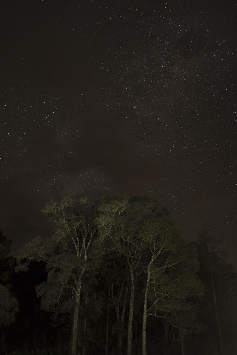 © Katarzyna and Marianne Wasowska - Night vue of Parana jungle, Brazil.