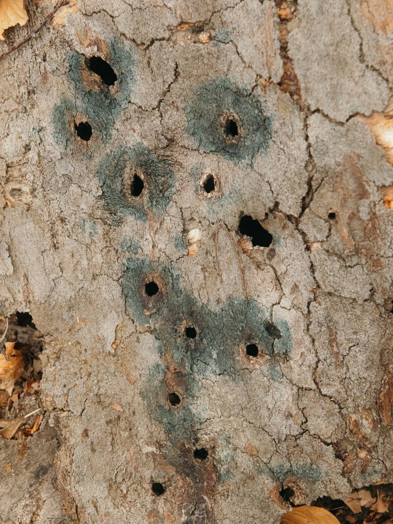 © Tim Gassauer & Manu Gruber - PRIMAVERA, Tim Gassauer & Manu Gruber (Artist Duo)