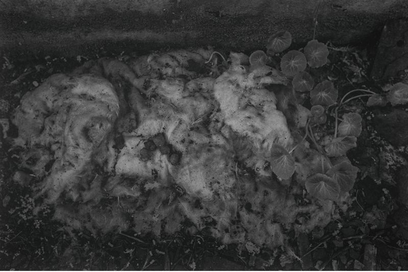 © Carmelo Stompo - Image from the PASQUA_sia photography project