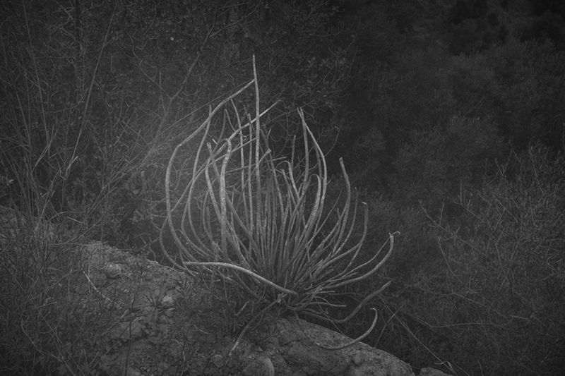 © Carmelo Stompo - Image from the PASQUA_sia photography project