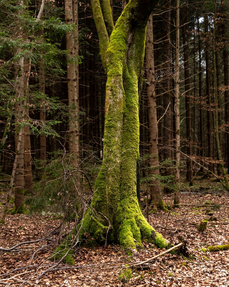 © Angeniet Berkers - A tree in a German forest near heim Hochland