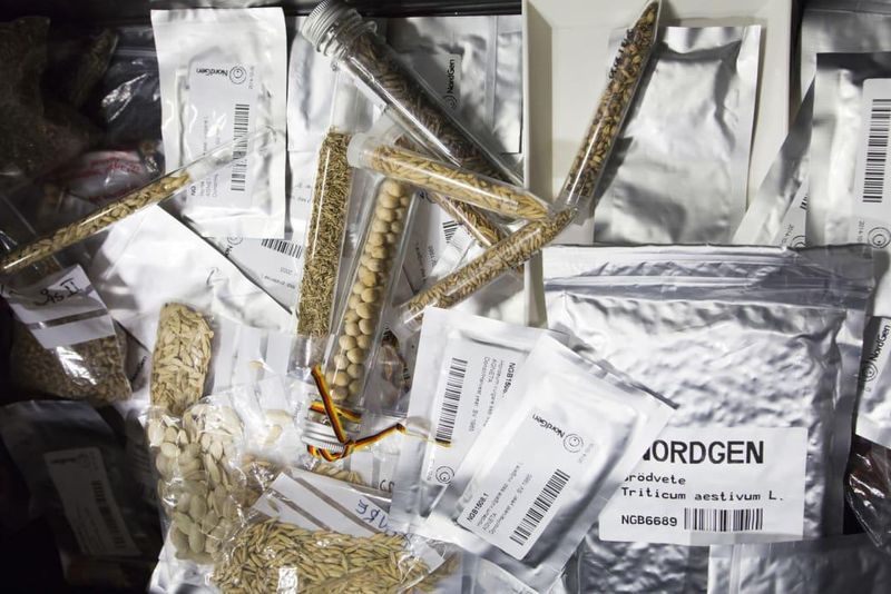 © Alberto Giuliani. Seeds are conserved before being deposited into the Global Seed Vault in Longyearbyen