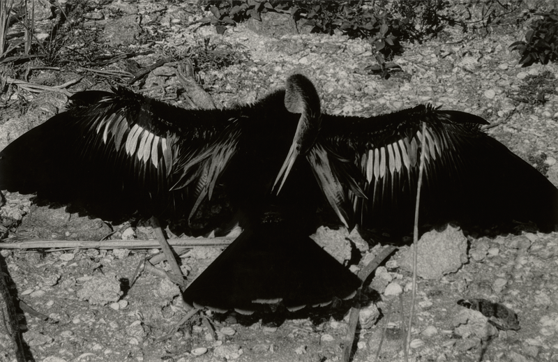 © Hannah Edelman