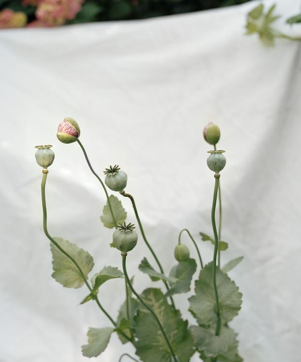 © Thomas Duffield