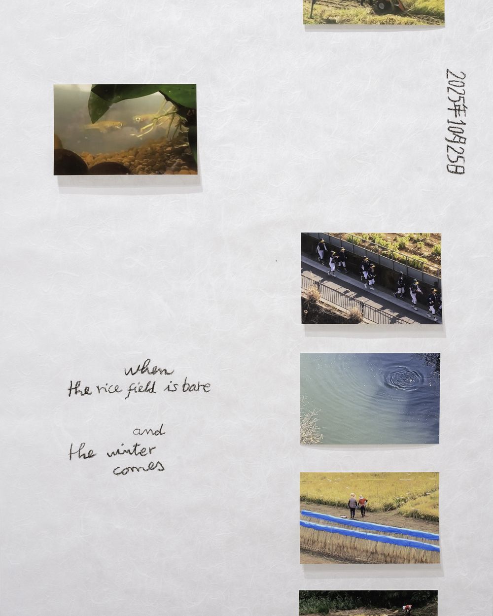 Screenshots From A Series Of Videos About A Rice Field And Its Surroundings by Cintia Tortosa Santisteban at PhMuseum Lab