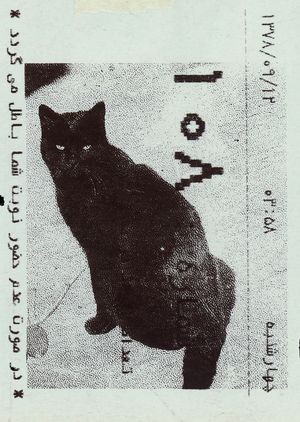 Absolute: Tehran Cats
