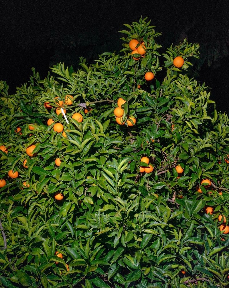 © Phu Nguyen, PhotoNOLA