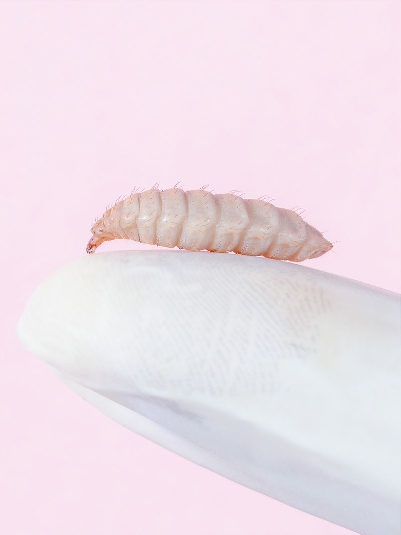 Ole Witt Introduces Us to European Future-like Spaces Researching the Production of Food