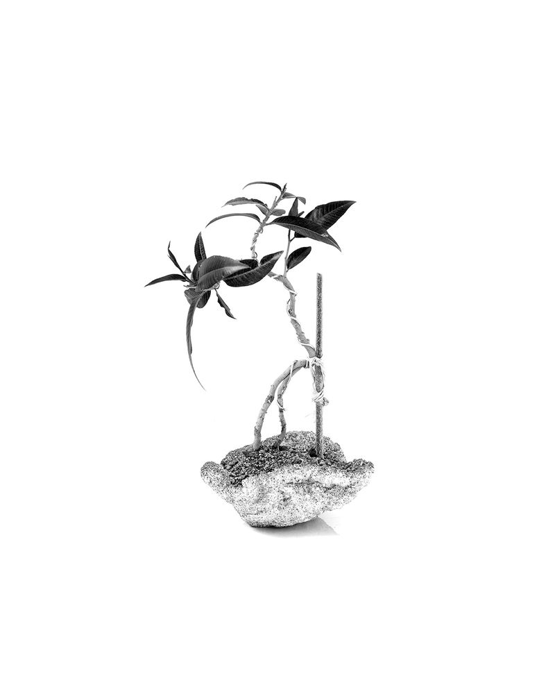 The Poetry of Postural Correction