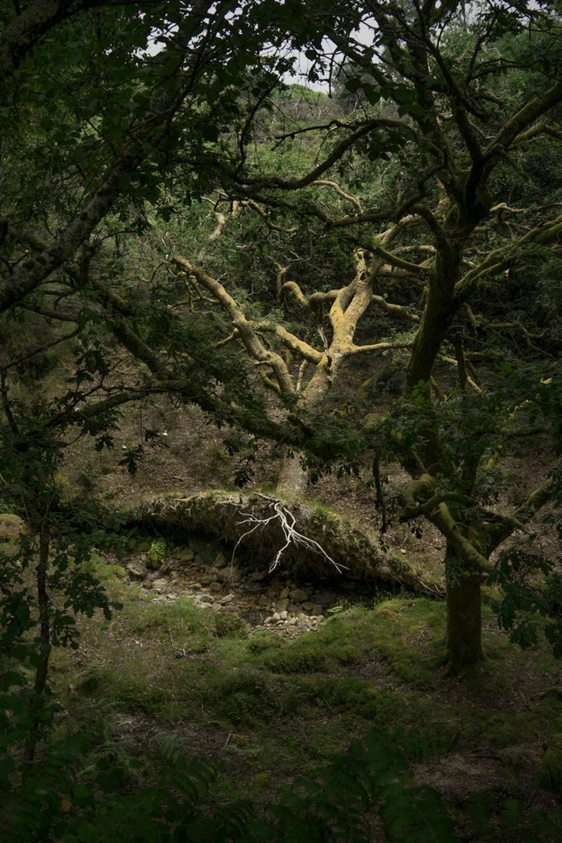 The Consequences of Forest Exploitation in Northern Spain