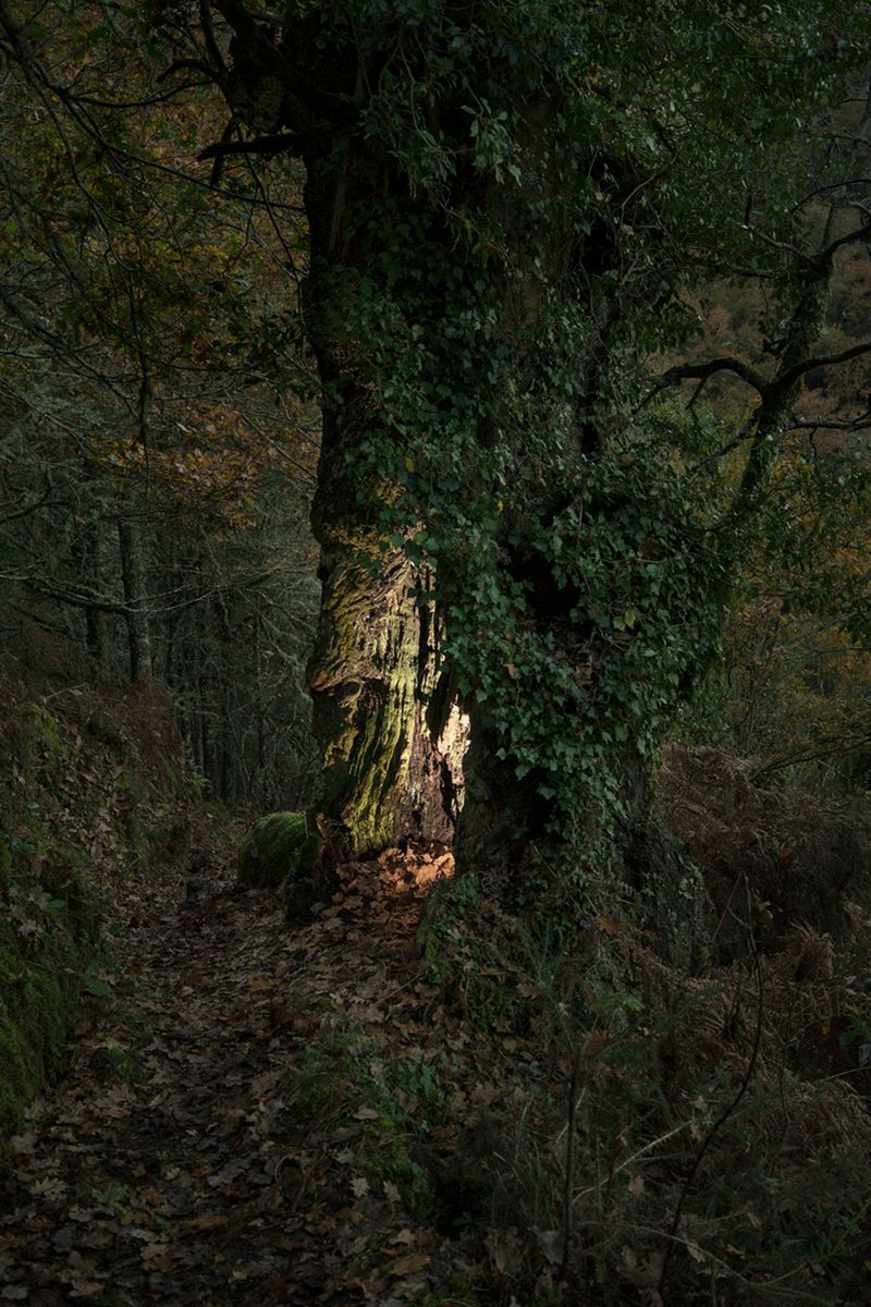 The Consequences of Forest Exploitation in Northern Spain