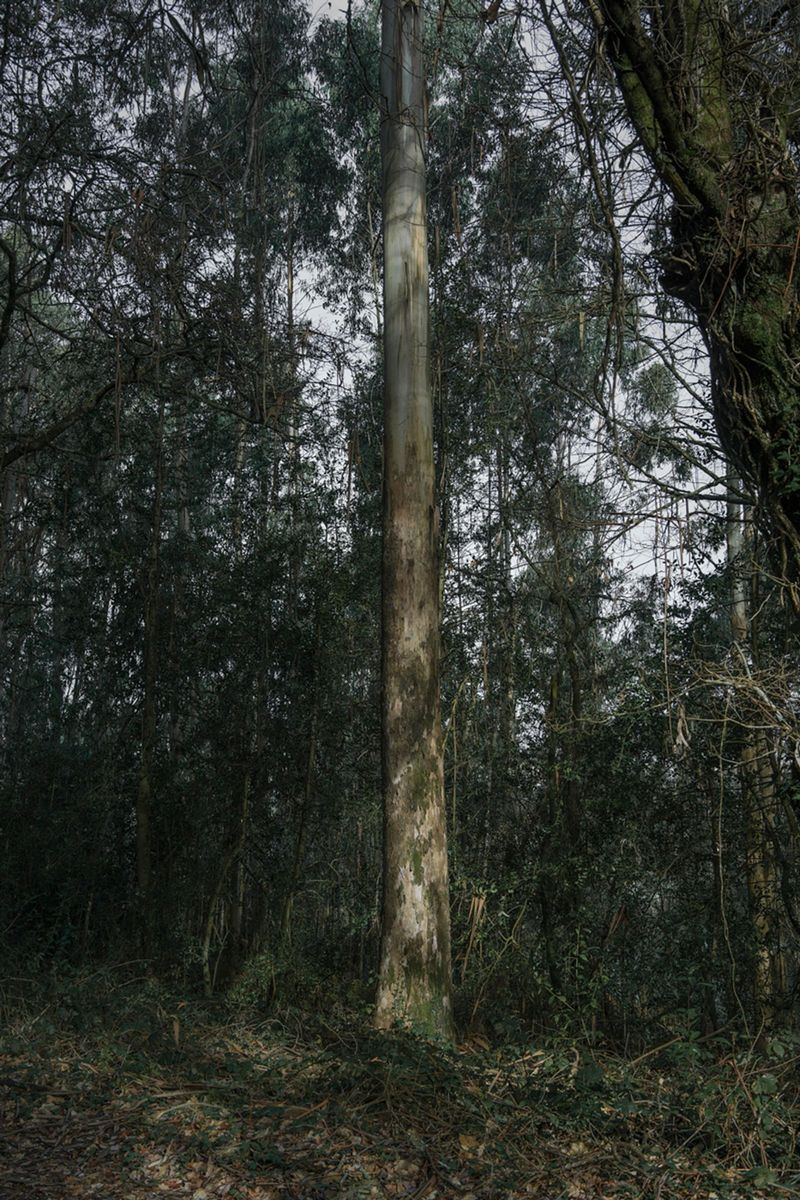 The Consequences of Forest Exploitation in Northern Spain