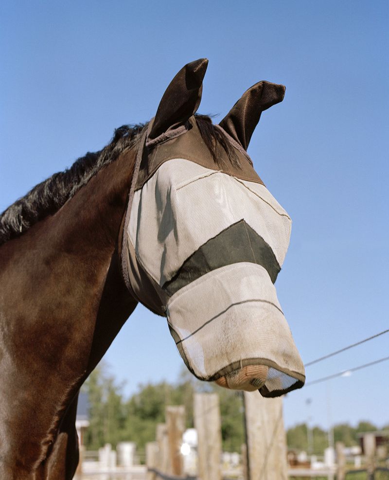 The Infinite Bond Between a Small Finnish Community and their Horses