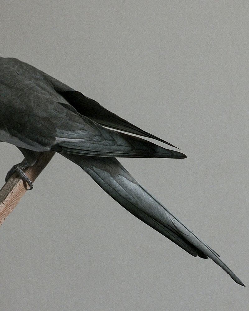 A Collective Healing of the Emotional and Psychological Traumas of Social Distancing