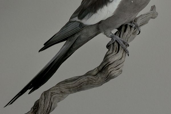 A Collective Healing of the Emotional and Psychological Traumas of Social Distancing