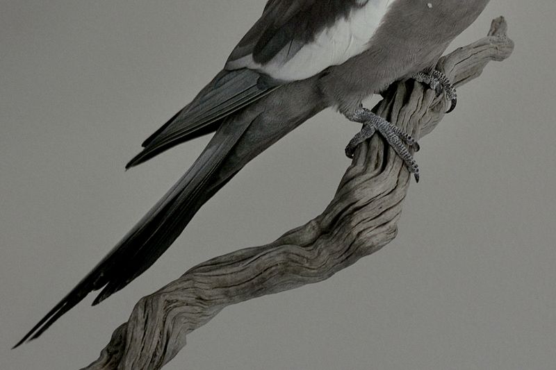 A Collective Healing of the Emotional and Psychological Traumas of Social Distancing