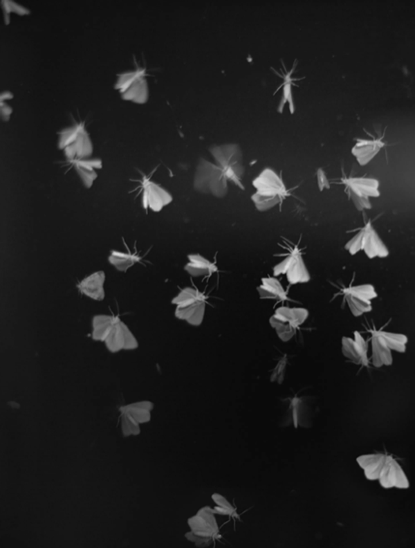 Grace, Inevitability, and the Course of Life Through Family Memories