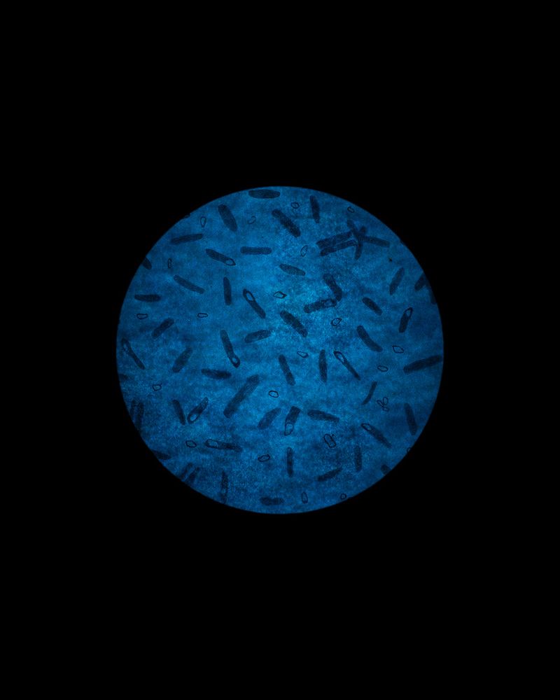 Sculpting Perfect Human Attraction