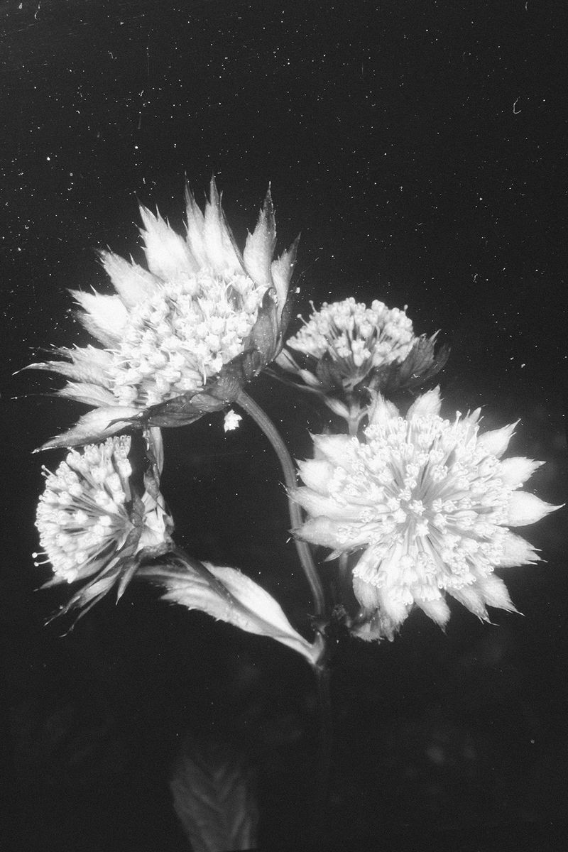 A Reflection on the Fragility of the Human Experience