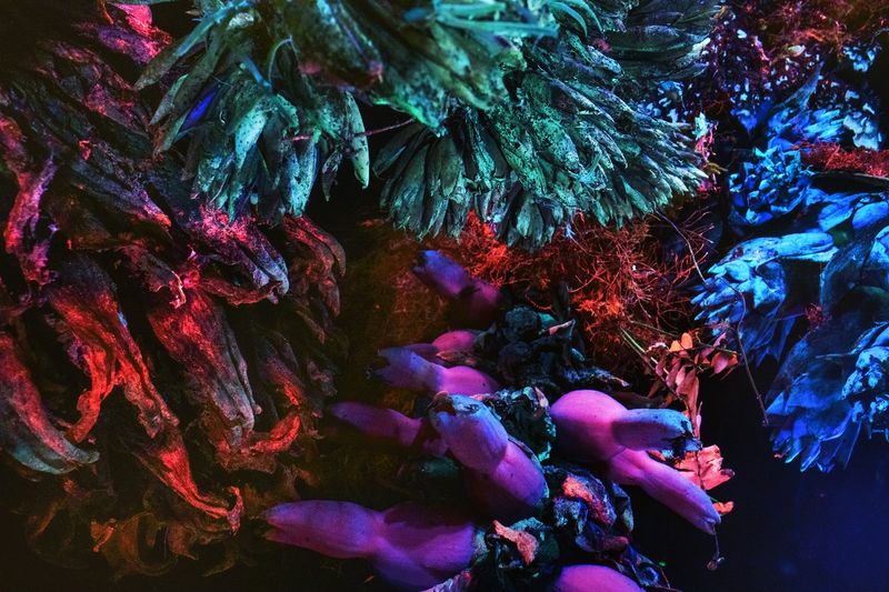 © Richard Mosse