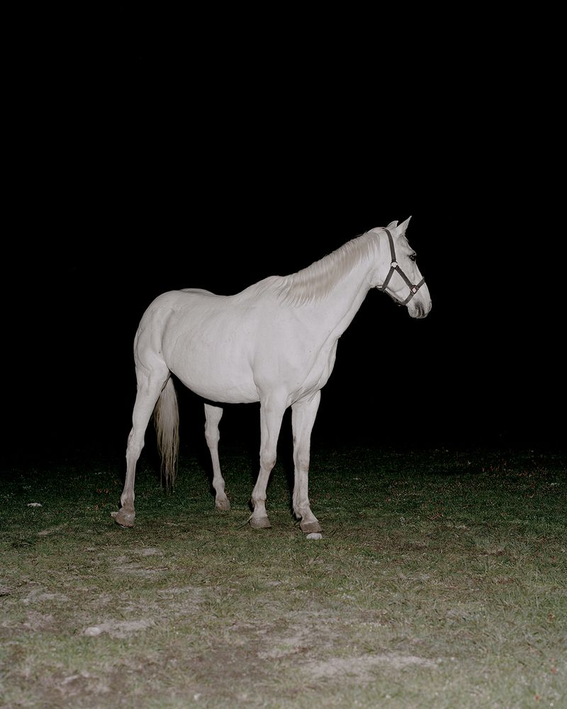 Portrait of a Latin American Conquistador