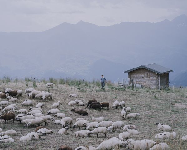 Following the Trail of Wolves in the French Alps