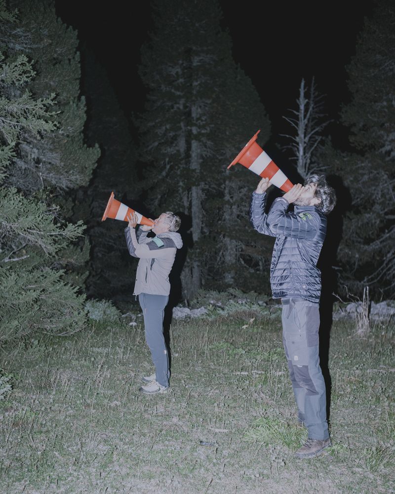 Following the Trail of Wolves in the French Alps