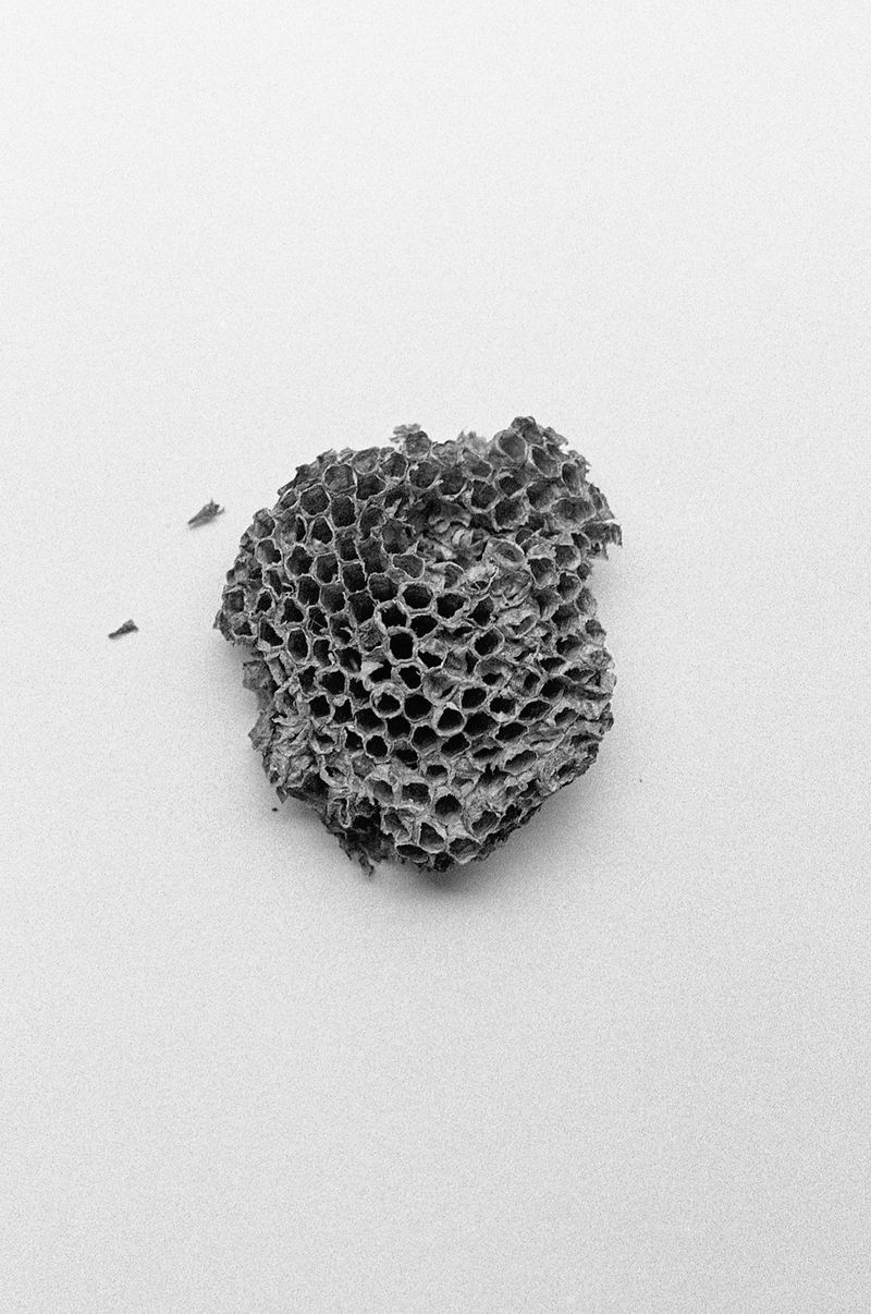 Marija Mandic Criticises Patriarchy by Reflecting on the Absence of Women’s Names in Her Family Tree