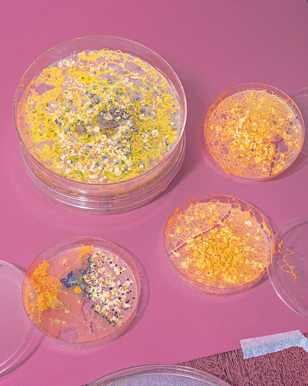 Invented Situations, Scientific Discoveries, and Scenes of Artificial Life