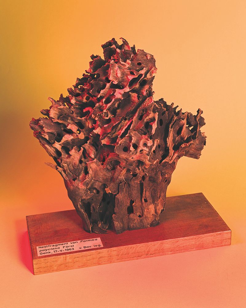 Invented Situations, Scientific Discoveries, and Scenes of Artificial Life