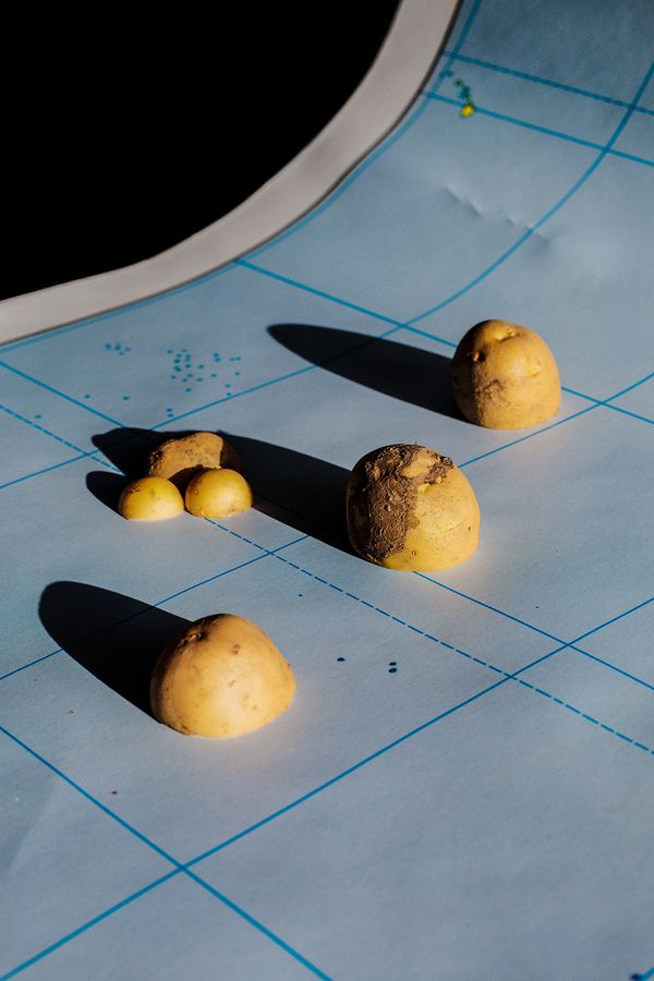 By Photographing Potatoes, Ana Nuñez Rodriguez Uses This Common Ingredient to Question Society and History