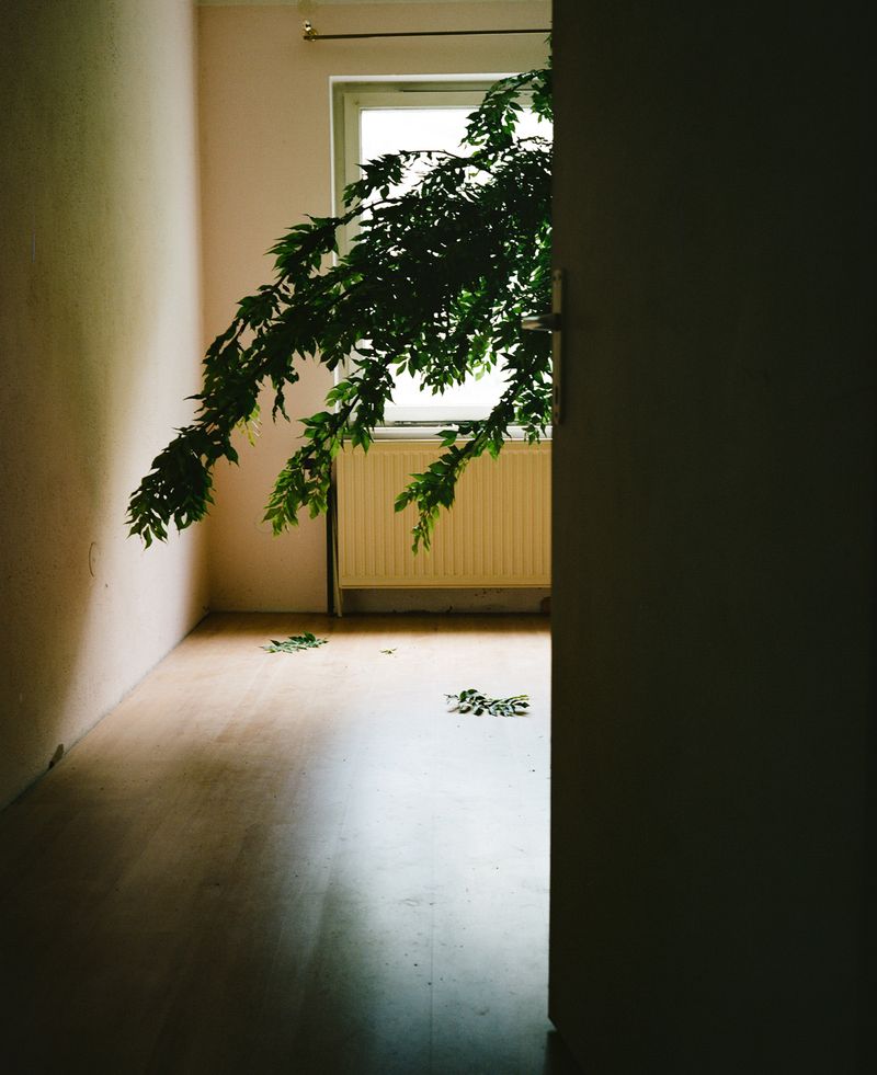 Peter Pflügler and the Power of Feelings in Leading Towards Hidden Truths of His Family’s Past