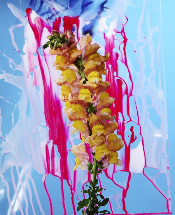 A Colourful Study on Decoration