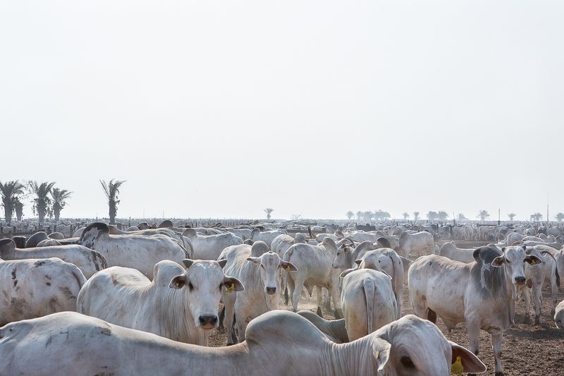 A Look Inside the Brazilian Meat Industry