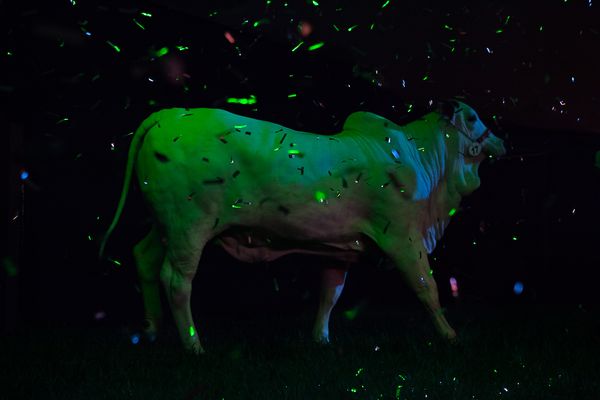 A Look Inside the Brazilian Meat Industry