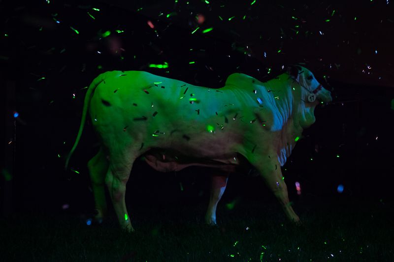 A Look Inside the Brazilian Meat Industry