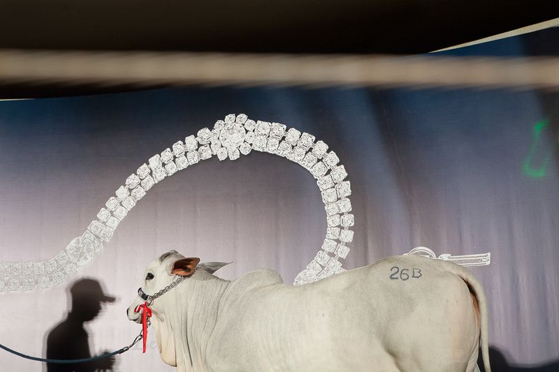 A Look Inside the Brazilian Meat Industry