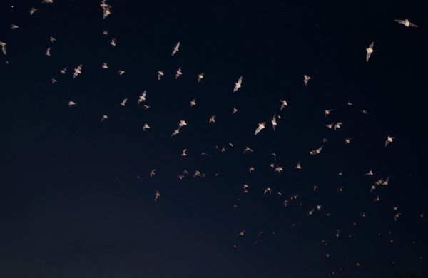 © Ania Mininkova, from the series A Guide to Unknown Animals of America