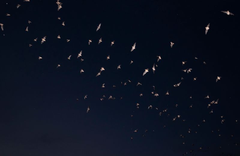 © Ania Mininkova, from the series A Guide to Unknown Animals of America