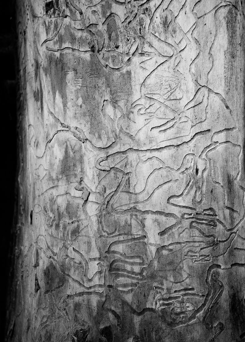 A Connection with Nature Through Intimate Motifs